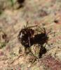 Tenuiphantes sp.
